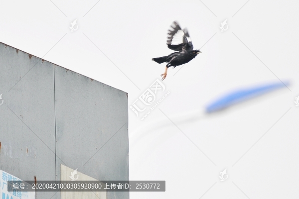 八哥