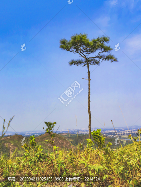 一顆小樹
