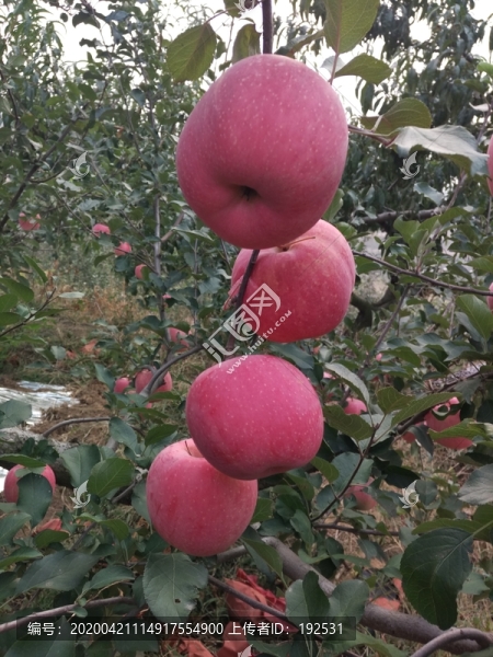 蘋果