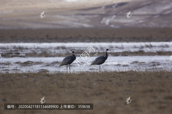 鳥