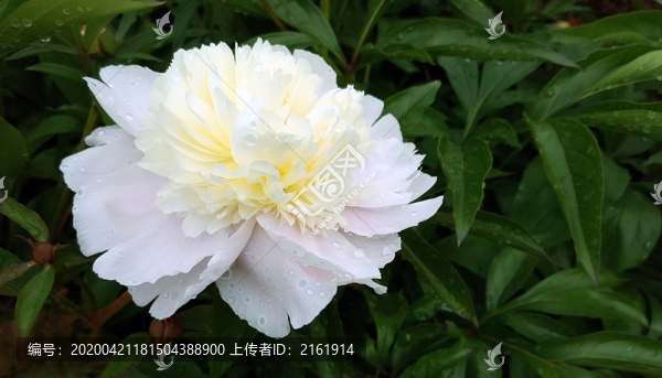 白牡丹花