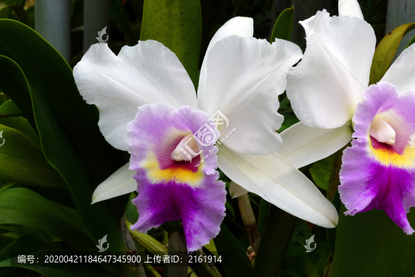 白色蘭花
