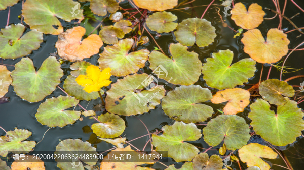 荇菜