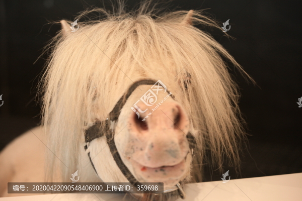 馬