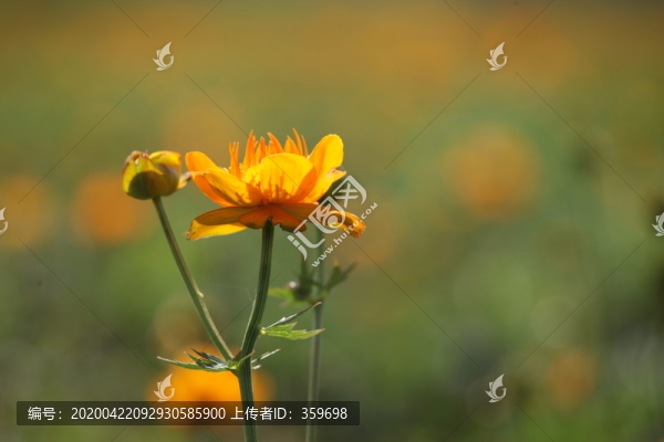 金雞菊