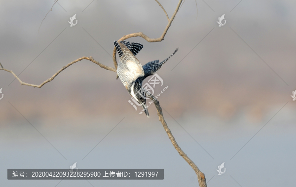 冠魚狗