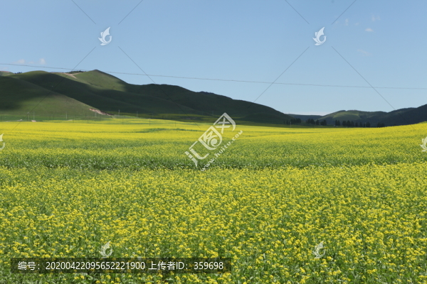 油菜花
