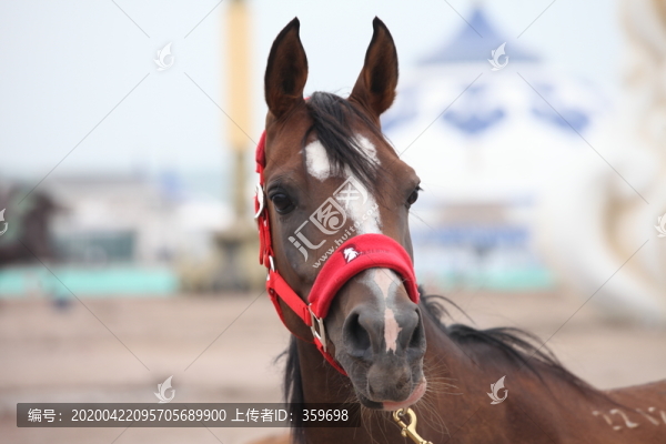 馬