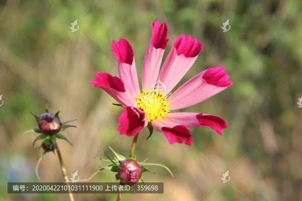 花