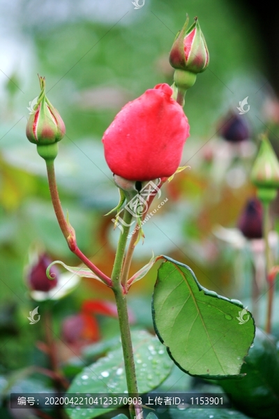 花蕾