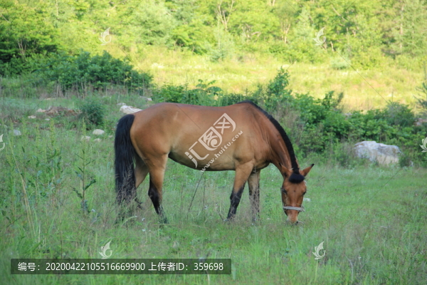 馬