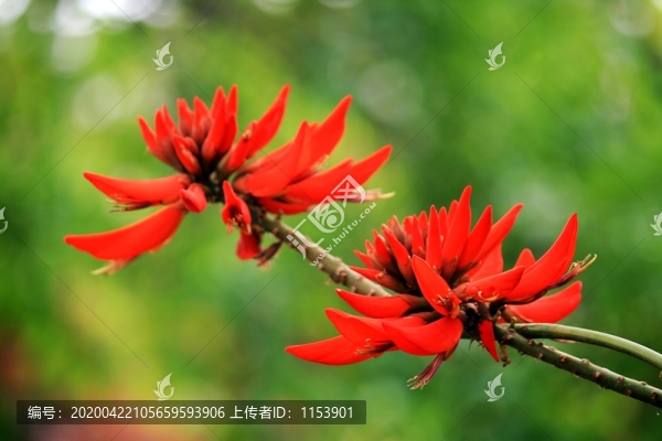 刺桐花