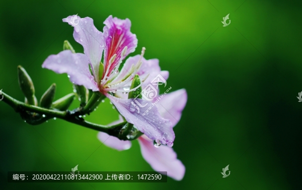 帶淚的羊蹄甲
