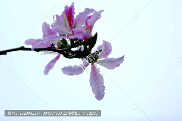 帶淚的羊蹄甲