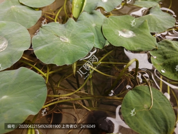 荷葉盆景盆栽