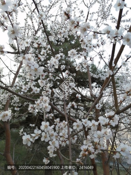 春季的花卉花草