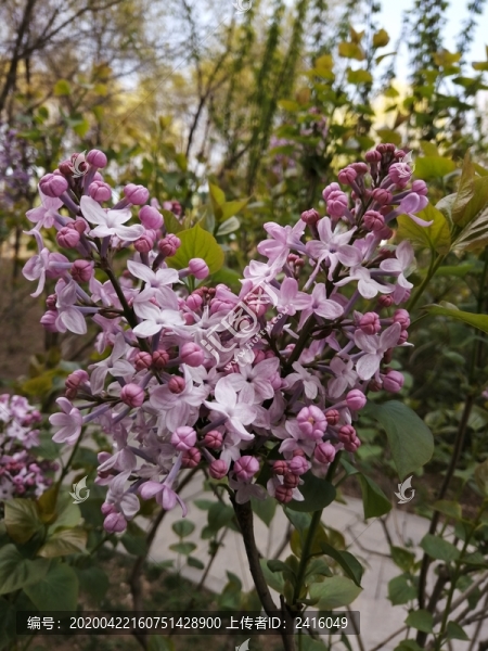 春天的花卉花草