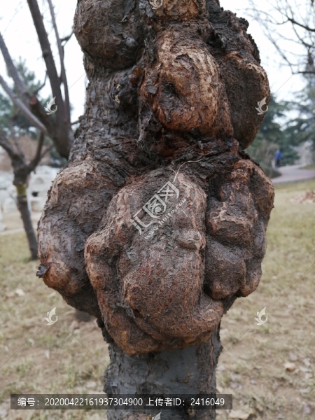 樹(shù)皮樹(shù)干紋理素材背景圖