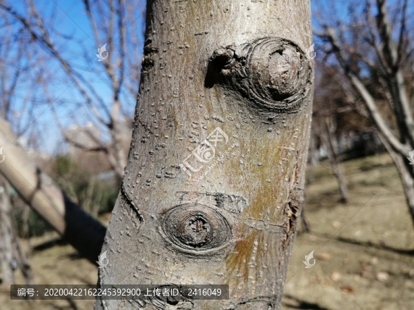 樹干樹皮紋理背景圖