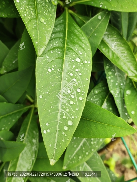 綠葉上的水珠