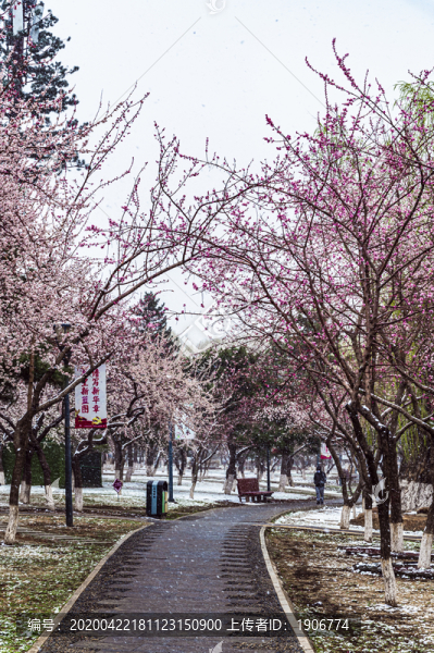 鮮花與雪花爭(zhēng)艷
