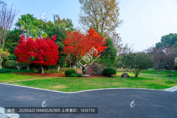 公園樹(shù)林