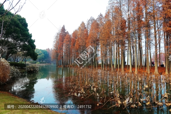 濕地公園