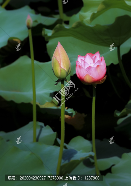 荷花