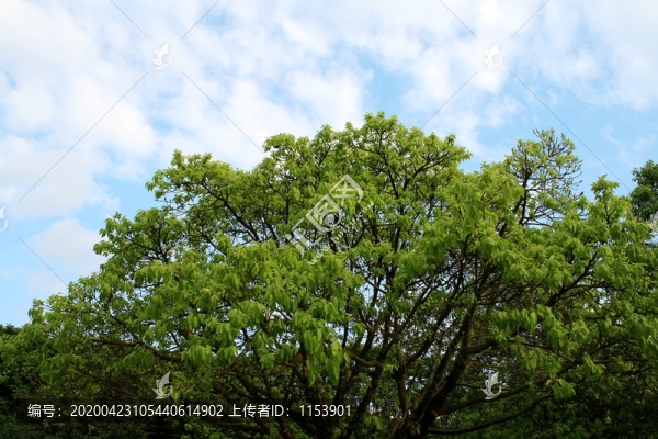 黃葛樹