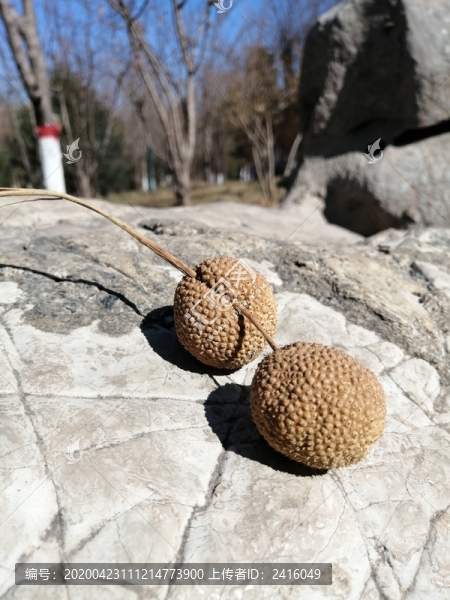 枝葉果實樹枝