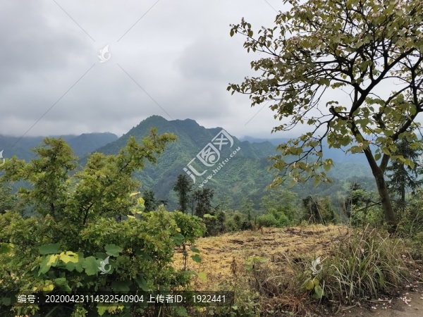 桐子樹與遠山
