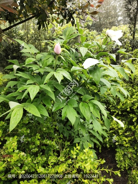 牡丹花