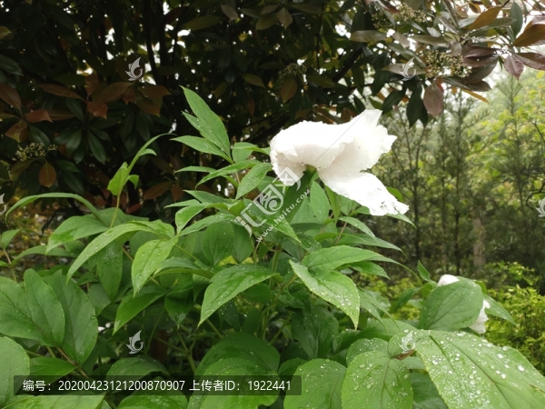 白色牡丹花