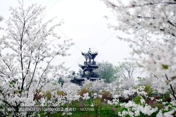 花鄉(xiāng)春色