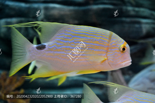 熱帶觀賞魚