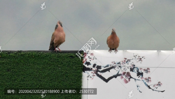 斑鳩