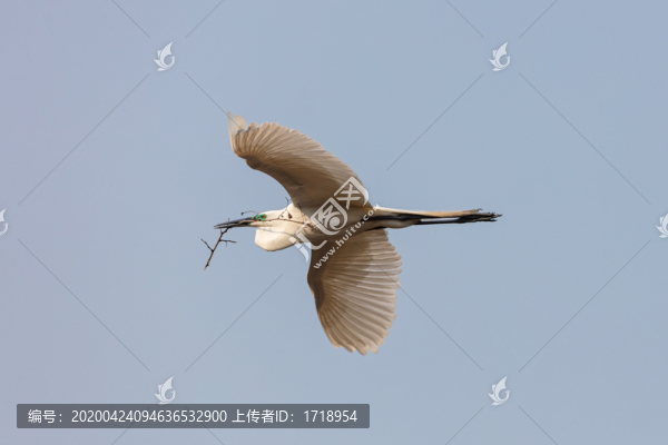 遼寧遼陽(yáng)湯河瓦子溝白鷺蒼鷺06