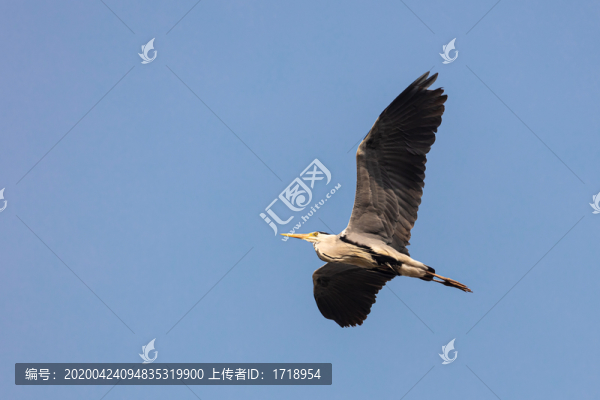 遼寧遼陽湯河瓦子溝白鷺蒼鷺30