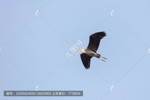 遼寧遼陽(yáng)湯河瓦子溝白鷺蒼鷺65