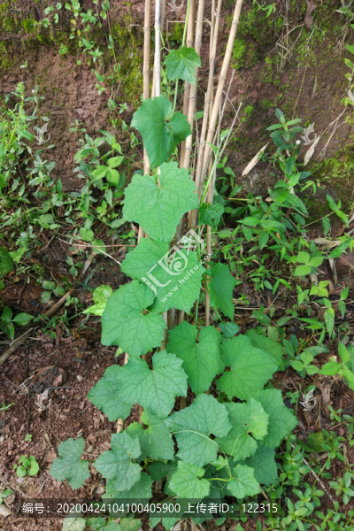 蔬菜植物絲瓜標(biāo)本