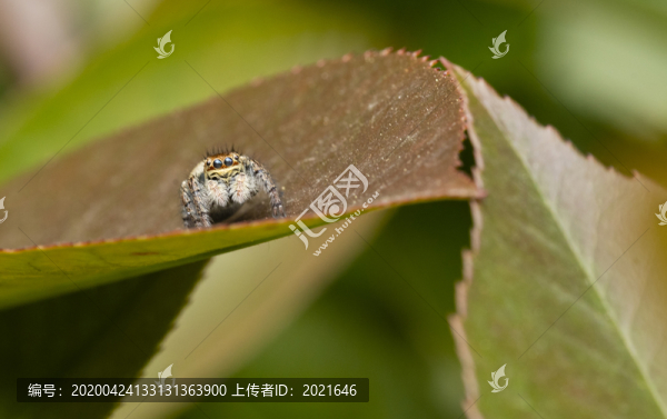 綠色樹葉導(dǎo)航的跳蛛