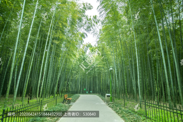 竹林小路