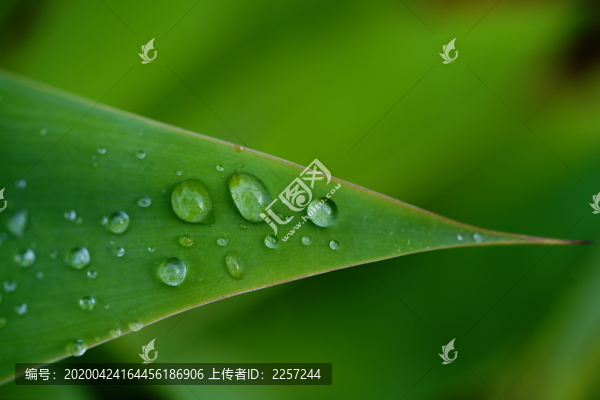 綠葉