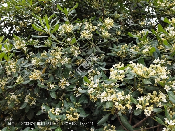 七里香開(kāi)花了