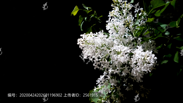 丁香
