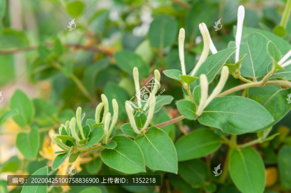 金銀花