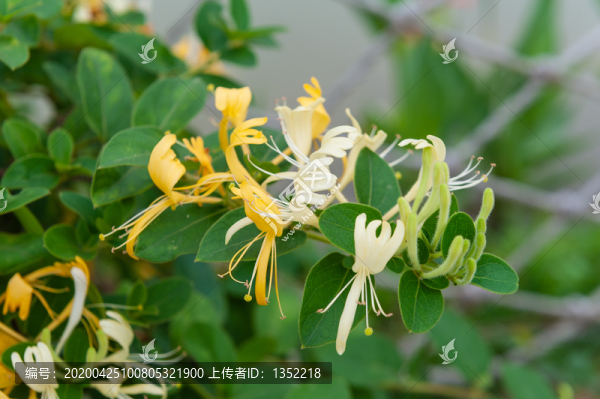 金銀花