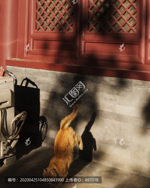 古寺與貓