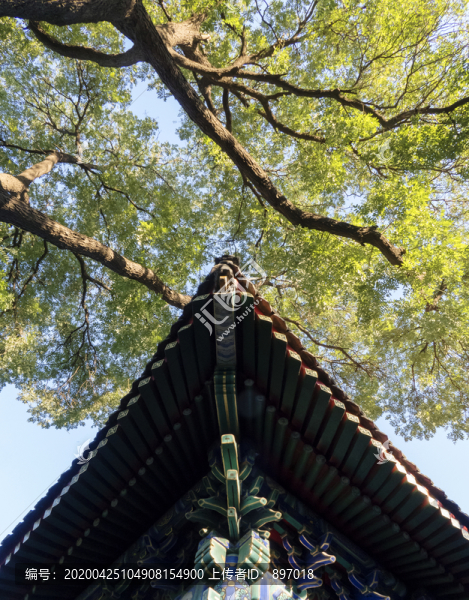 屋檐與樹葉