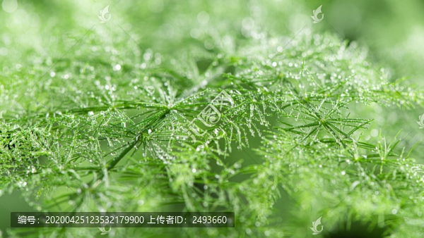 綠色植物水珠雨水
